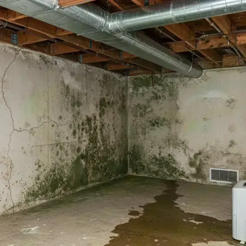 Professional Mold Removal in Essex Village, CT